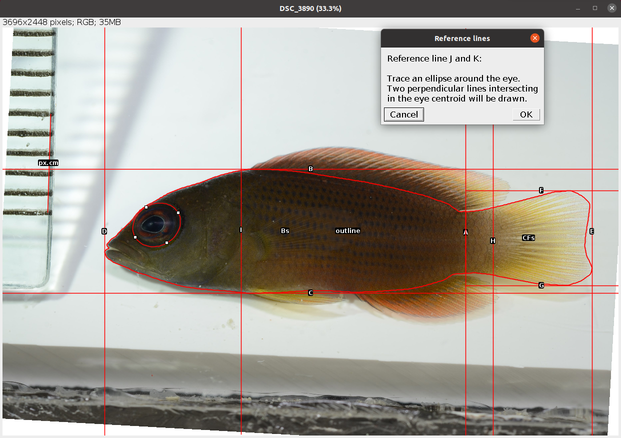 Example of ellipse around the eye