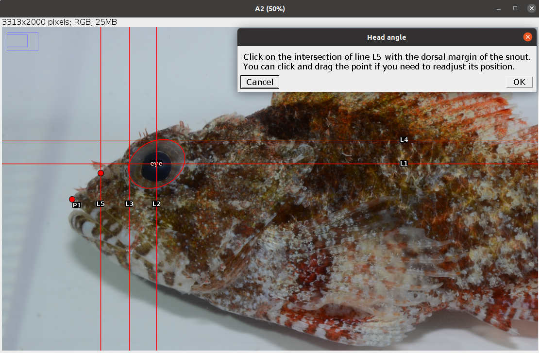 Example of intersection between L5 and dorsal of snout