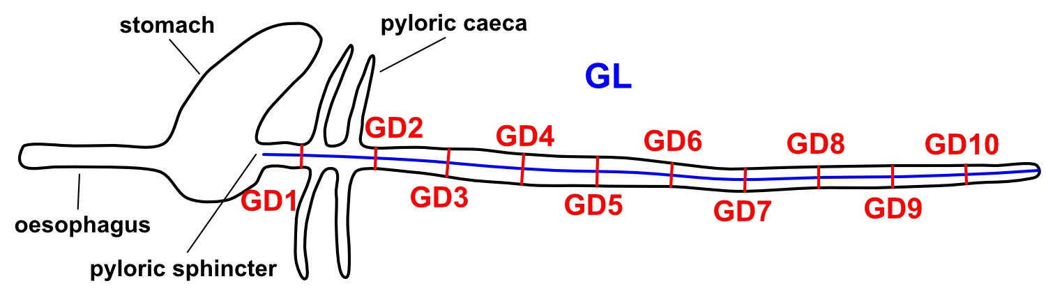 Traits measured on fish intestine