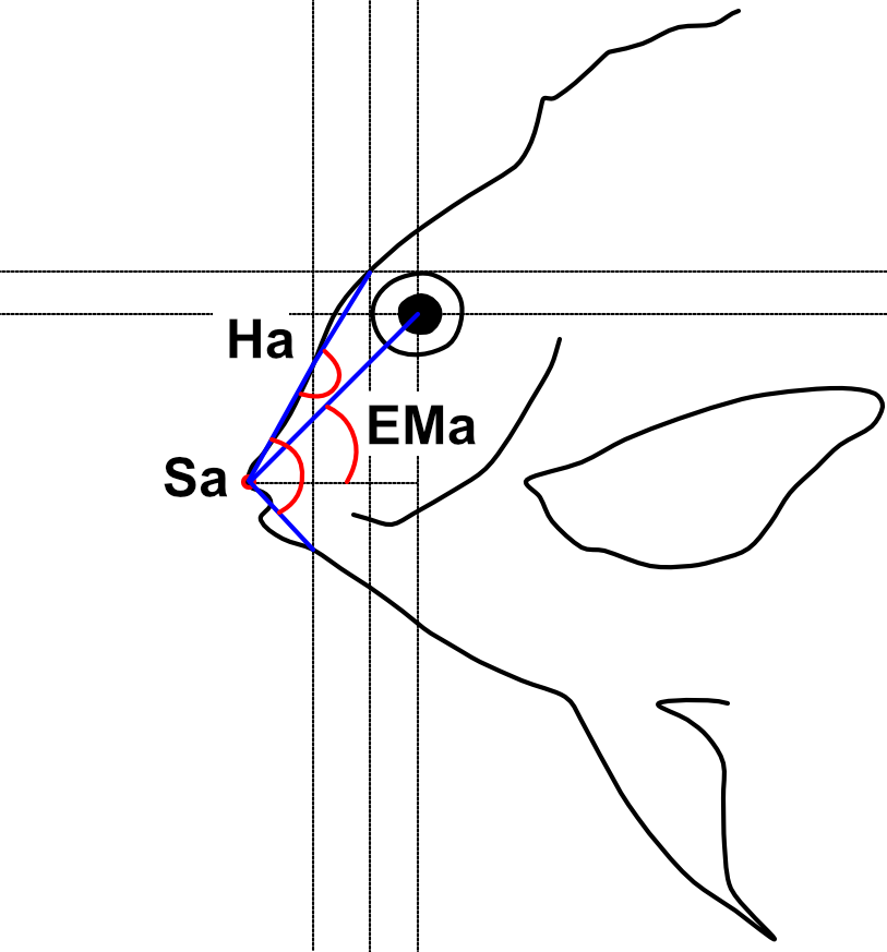 Angles measured on fish head