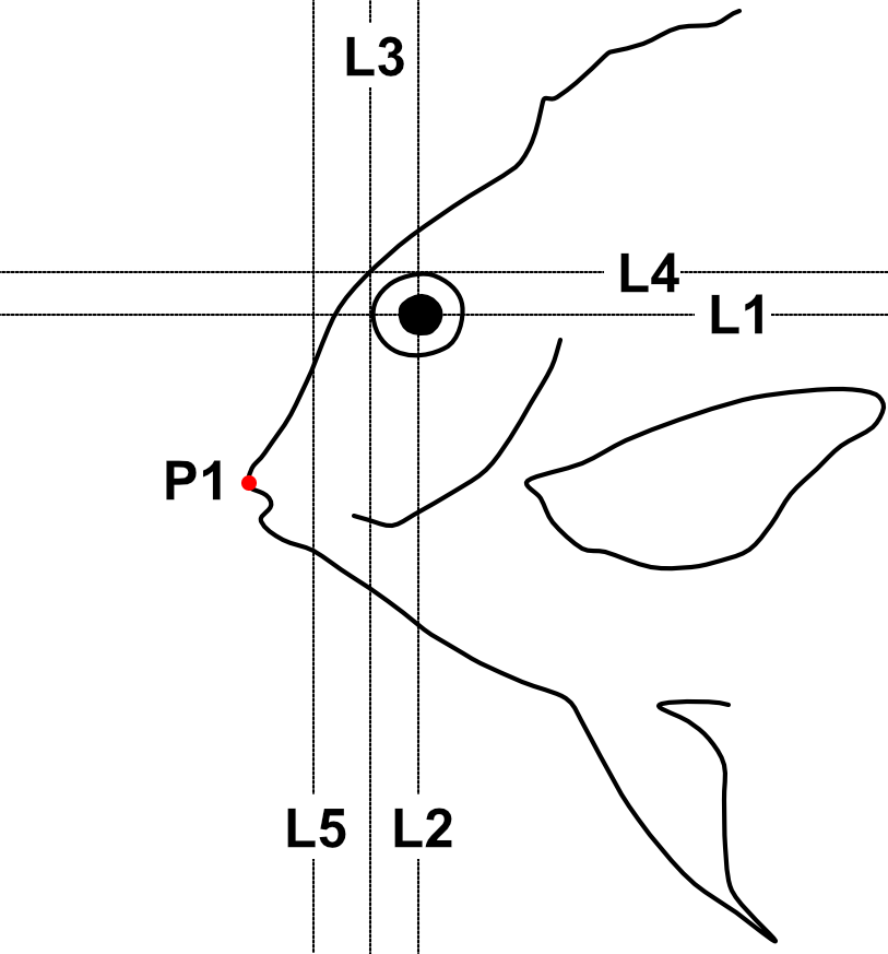 Reference lines and points for head angles analysis