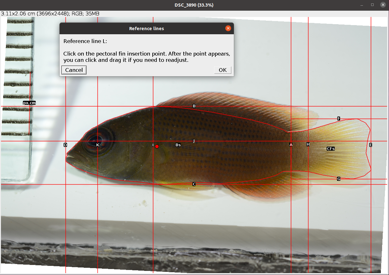 Example of point at the pectoral fin insertion