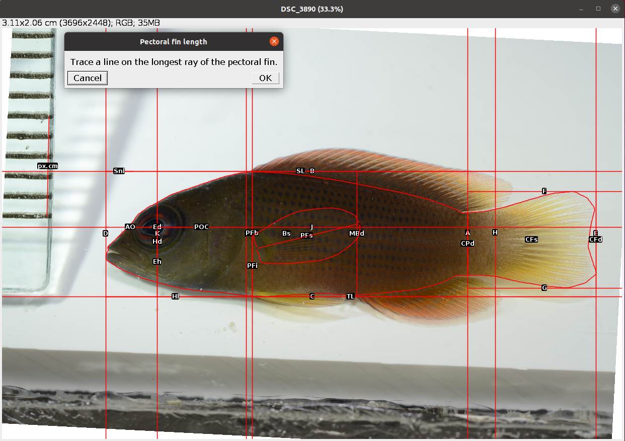 Example of pectoral fin length