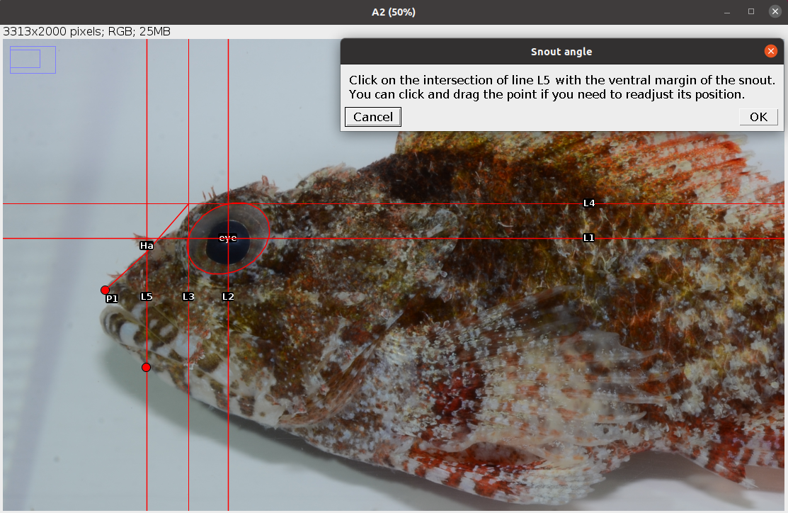 Example of intersection between L5 and ventral of snout