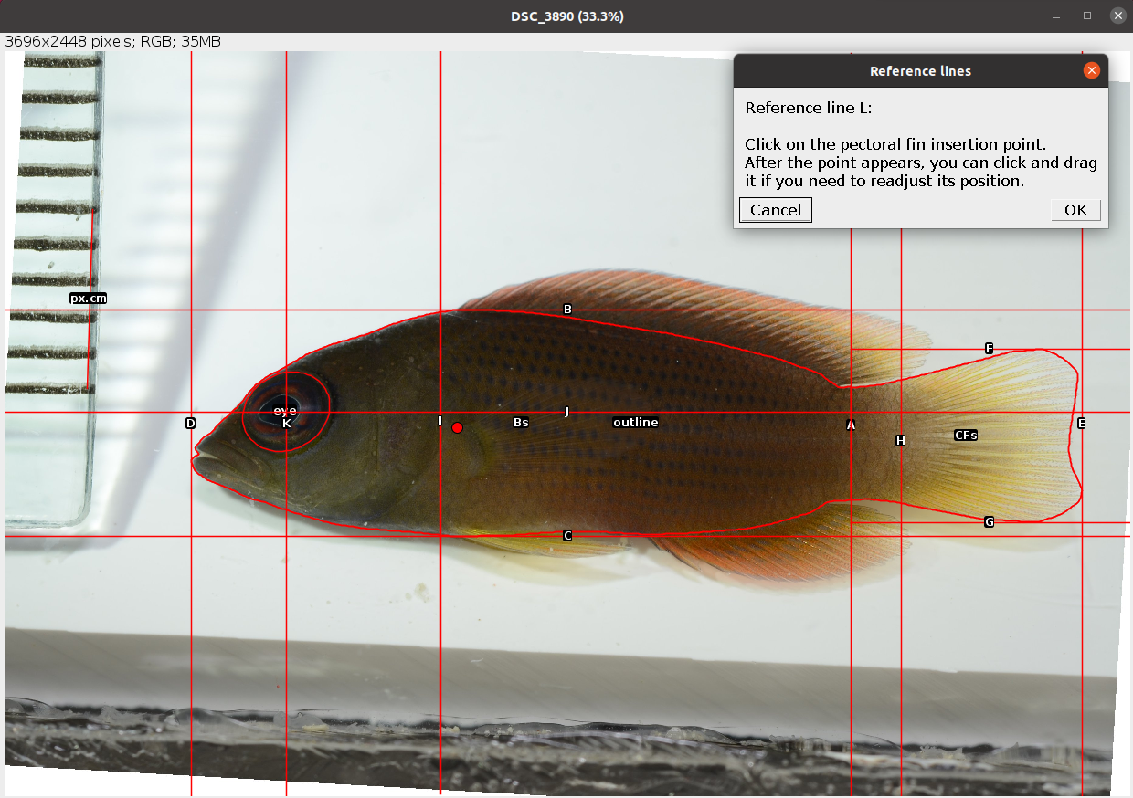 Example of point at the pectoral fin insertion