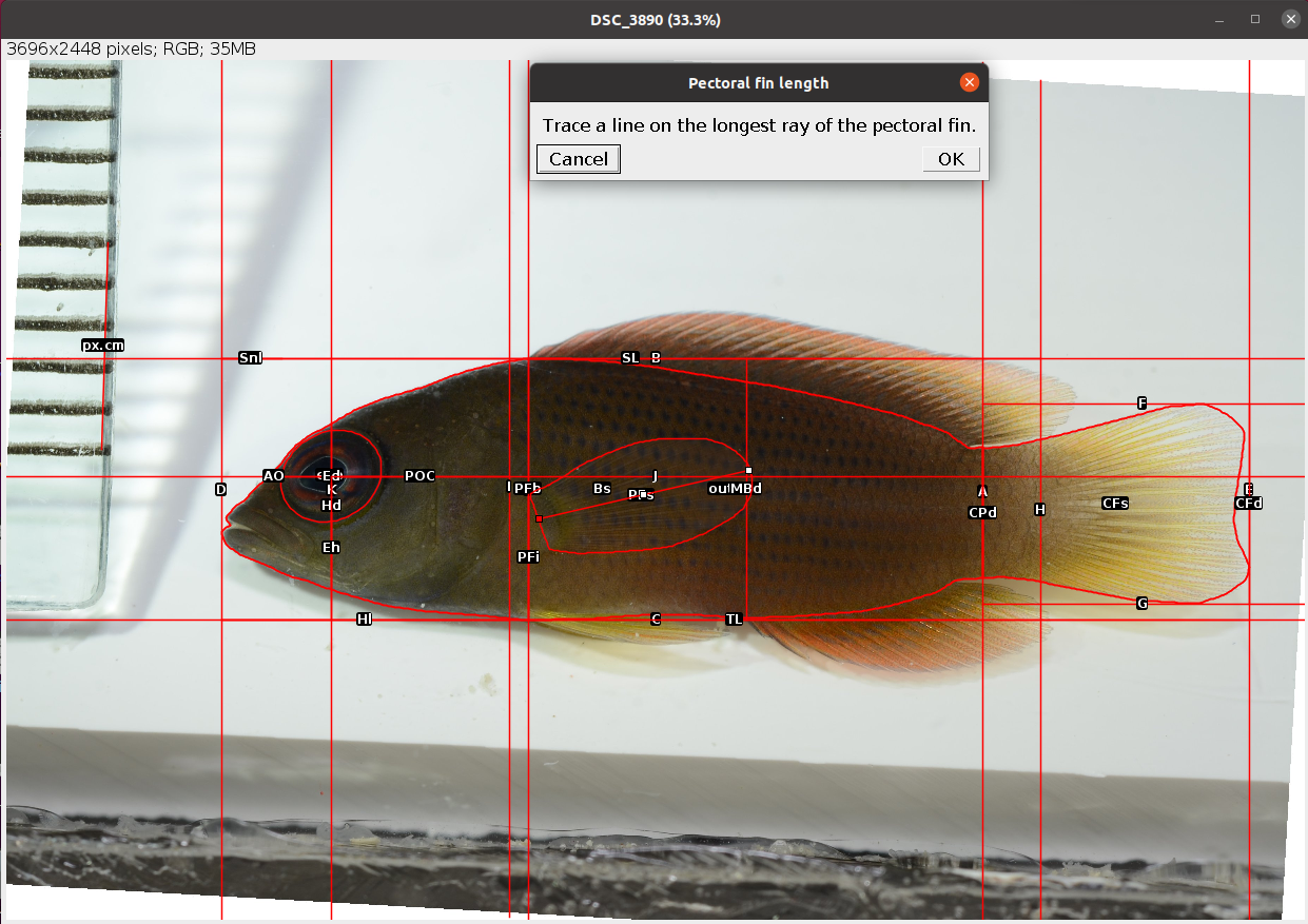 Example of pectoral fin length